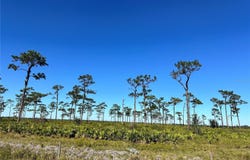 E COUNTY LINE ROAD, FORT MEADE, FL 33841