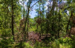 TBD NW WATER OAK WAY, Jennings, FL 32053