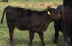 TBD  County Road 4030, Rolla, MO 65401