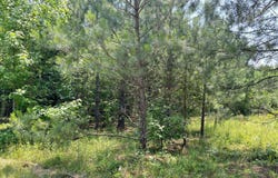 Lot 24 Buckhorn Church Road, Como, NC 27818