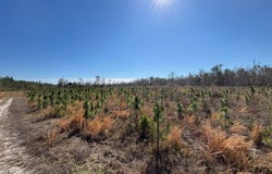 003 Brushy Hammock, Mayo, FL 32066