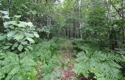 Ida Road, Britt, MN 55710