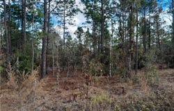 NE 150TH Avenue, WILLISTON, FL 32696