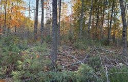 Whittier Road lot: 16 (2), Farmington, ME 04938