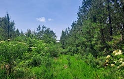 BLANTON Rd, Oakman, AL 35579