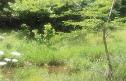 3176 S 170th Road, Polk, MO 65727