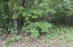 0000 Larkin Drive, Orangeburg, SC 29115