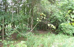Tbd St Luke Church Road, Goldston, NC 27252
