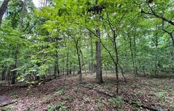 000 Boiling Springs Road, Licking, MO 65542