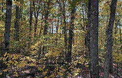 Redding Lane, Moultonborough, NH 03254