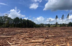 0 Sunflower Rd LOT 2, St Matthews, SC 29135