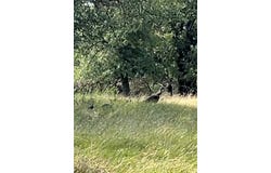 459 Fm 575 N, Goldthwaite, TX 76844