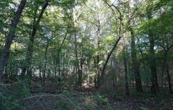 6902 Stella St, MURCHISON, TX 75778