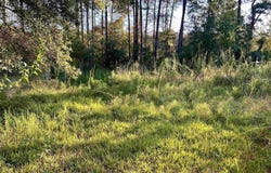 28596 Lake Dr, Lacombe, LA 70445