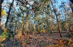 Flamingo Court, Monticello, FL 32344