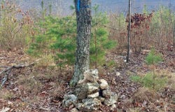 40.21 Acres County Road 239, Valley Head, AL 35989