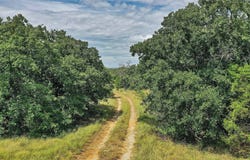 157 Acres Nash Road, Jacksboro, TX 76458