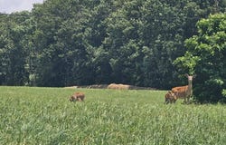 5618   Ellison Ridge Road, Flat Top, WV 25841