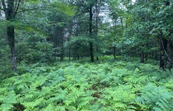 Lot 15 DADS LAKE RD, Eagle River, WI 54521