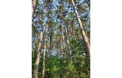 0 275th Avenue, Holcombe, WI 54745
