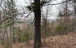 547 MC 3002, Yellville, AR 72687