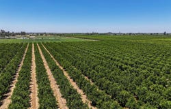 21868 E Manning Avenue, Reedley, CA 93654