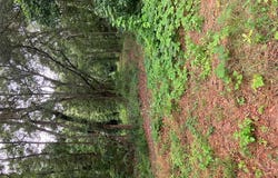7 Acres Reeves St, Slocomb, AL 36375