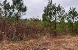 0 Rafting Creek Twns, Rembert, SC 29128