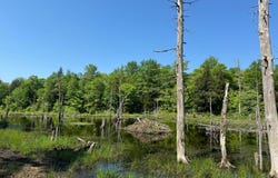 1.19 Mud Brook Road, Lewis, NY 13325