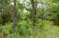 3 acres Co Rd 198, Danville, AL 35619