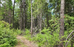 318 ROCKABYE LN, CURLEW, WA 99118
