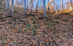 Ridgefield Drive lot: 339, Sevierville, TN 37876