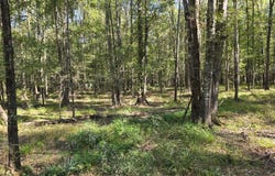000 Dogtown Lane, Hazlehurst, MS 39083