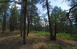 Cirrus Way, Trinidad, CO 81082