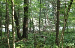 Lot 11 103rd Street, Frederic, WI 54837