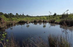 61.33 AC +/- Old Sour Lake Road, Sour Lake, TX 77659