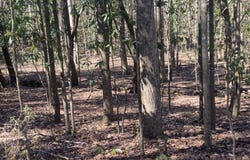 0 Roosevelt, Warm Springs, GA 31830
