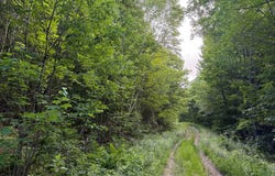 Map 10 Lot 1 Dow Brook Road, Peru, ME 04290