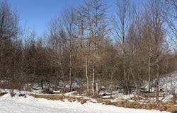 Buttonbush Lane, Hazle Township, PA 18202