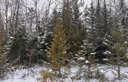 E Grand Lake Road lot: 1, Presque Isle, MI 49777