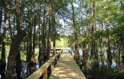 20 Red Cypress Landing, Elloree, SC 29047