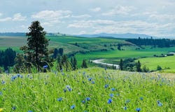 11900 Hays Rd, Spangle, WA 99031