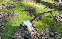 D-2 BIG HORN TRAIL, AUGUSTA, WV 26704