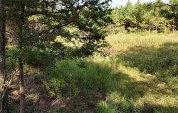Tbd County Road 3121, Henderson, TX 75669