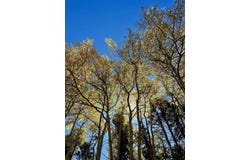 Calle de los Indios lot: 71, Angel Fire, NM 87710