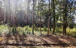 Franklin St., Loris, SC 29569