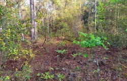 6208 HUNTER Avenue, Keystone Heights, FL 32656