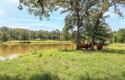 6750 Three Mile Rd, Flatonia, TX 78941