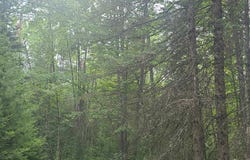 US-131, SW, Kalkaska, MI 49646