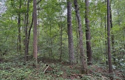 0 Carnes Chapel Rd., Attalla, AL 35954